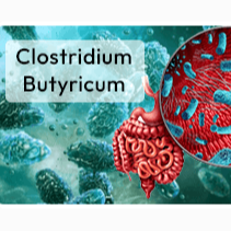 Clinically-Studied Clostridium Butyricum